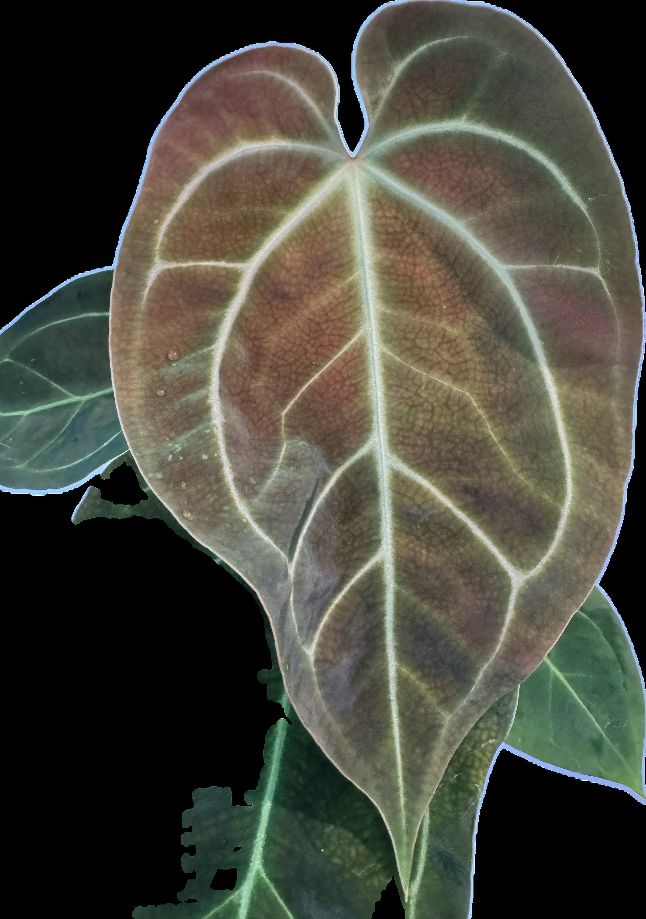 THE TOÉ the toe ANTHURIUM TULLE TOPS Anthurium Tulle Tops – THE TOÉ