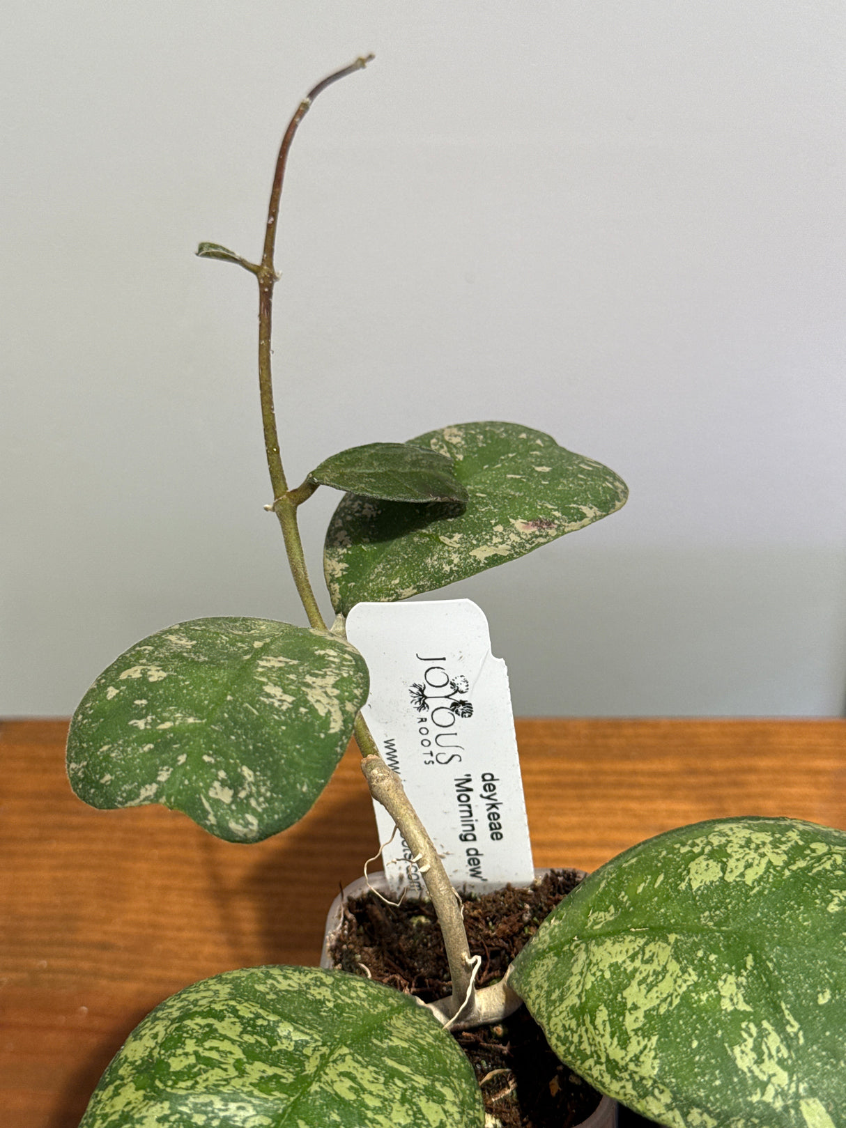 A-193 Hoya deykeae ‘Morning Dew’