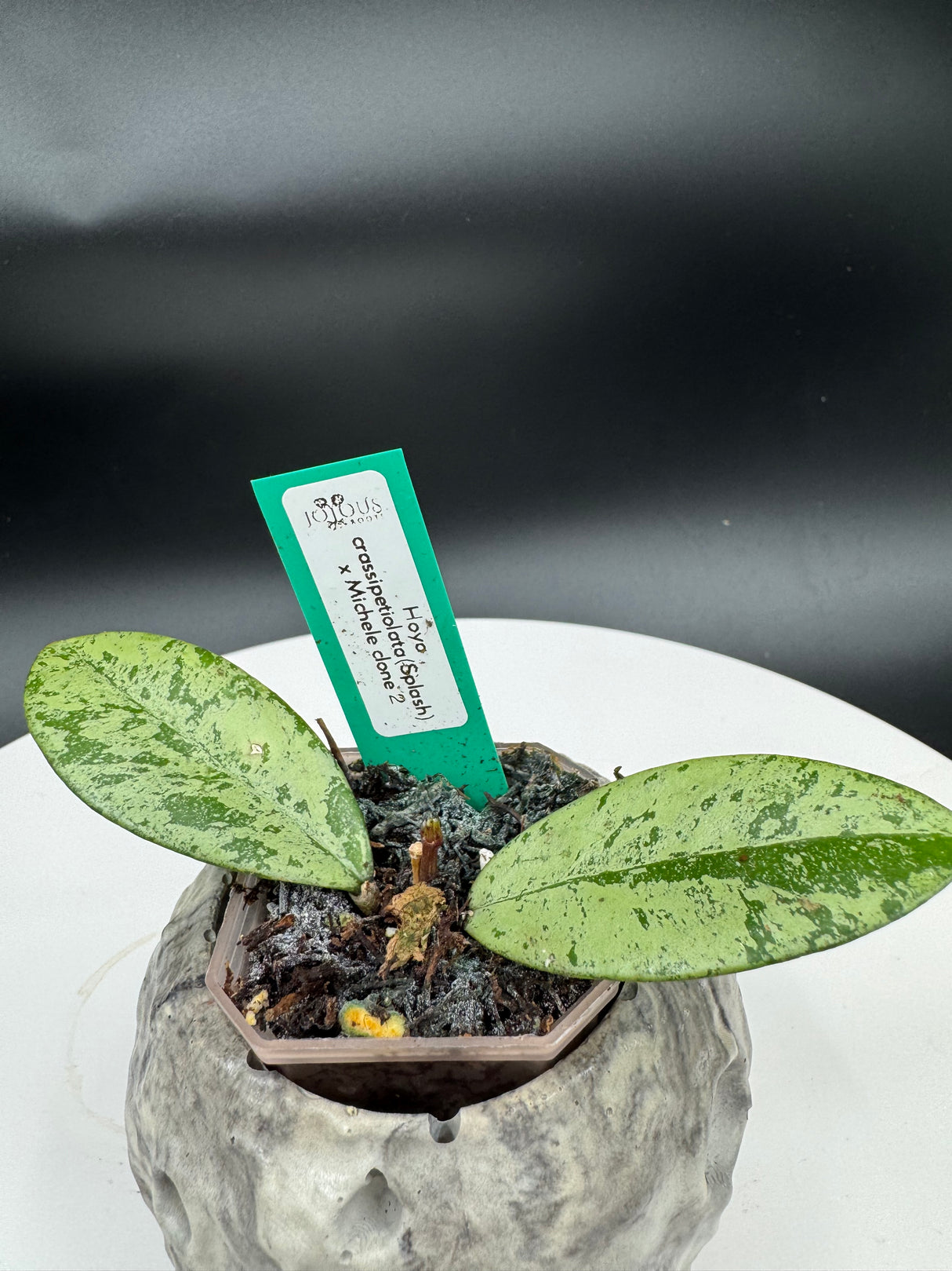 Hoya crassipetiolata(Splash) x michele clone 2