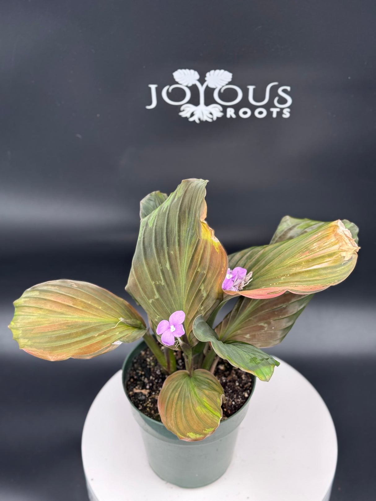 Keampferia sp. variegated Ginger