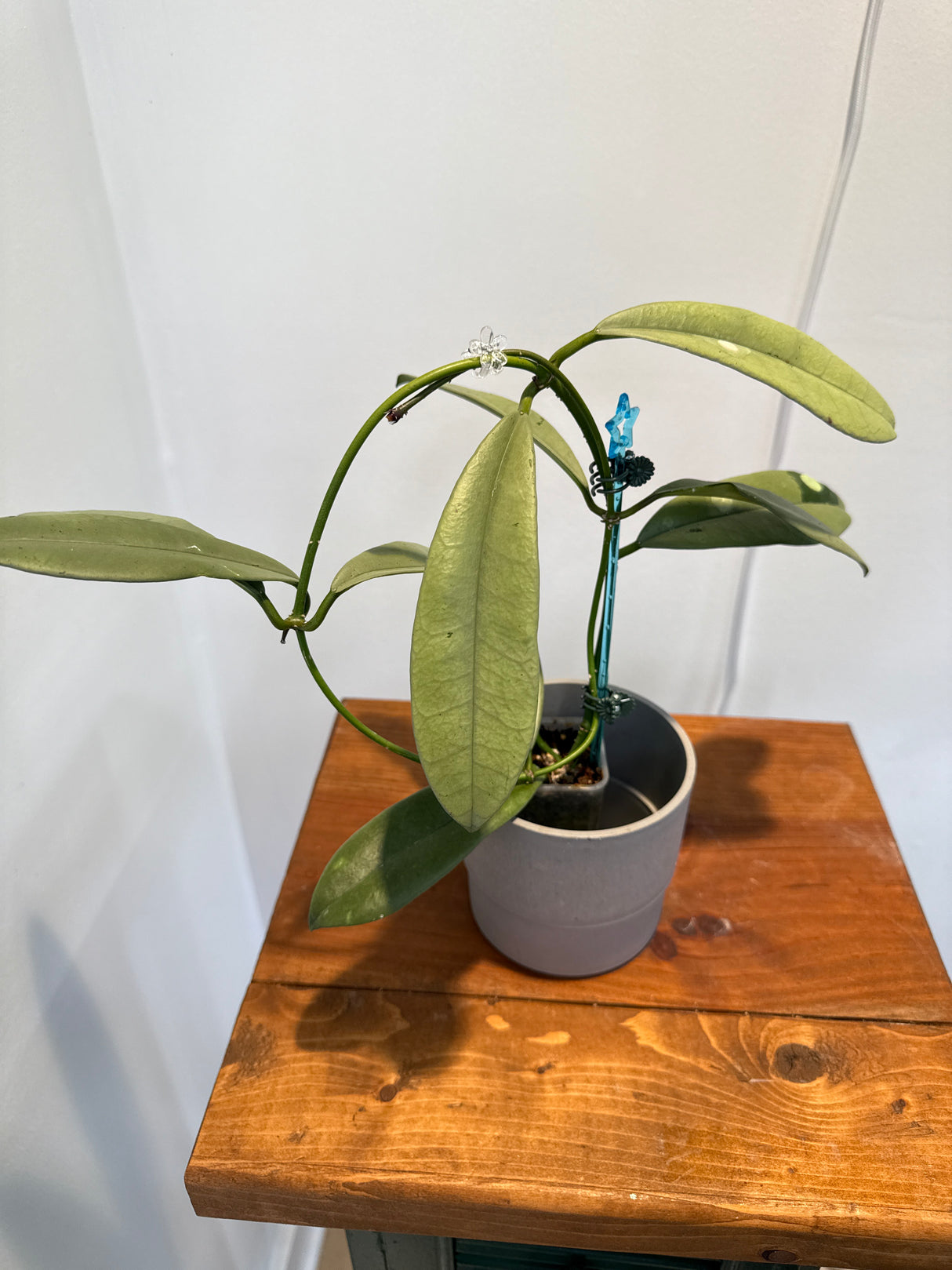 A-150 Hoya Griffithii (Silver, clone 2)