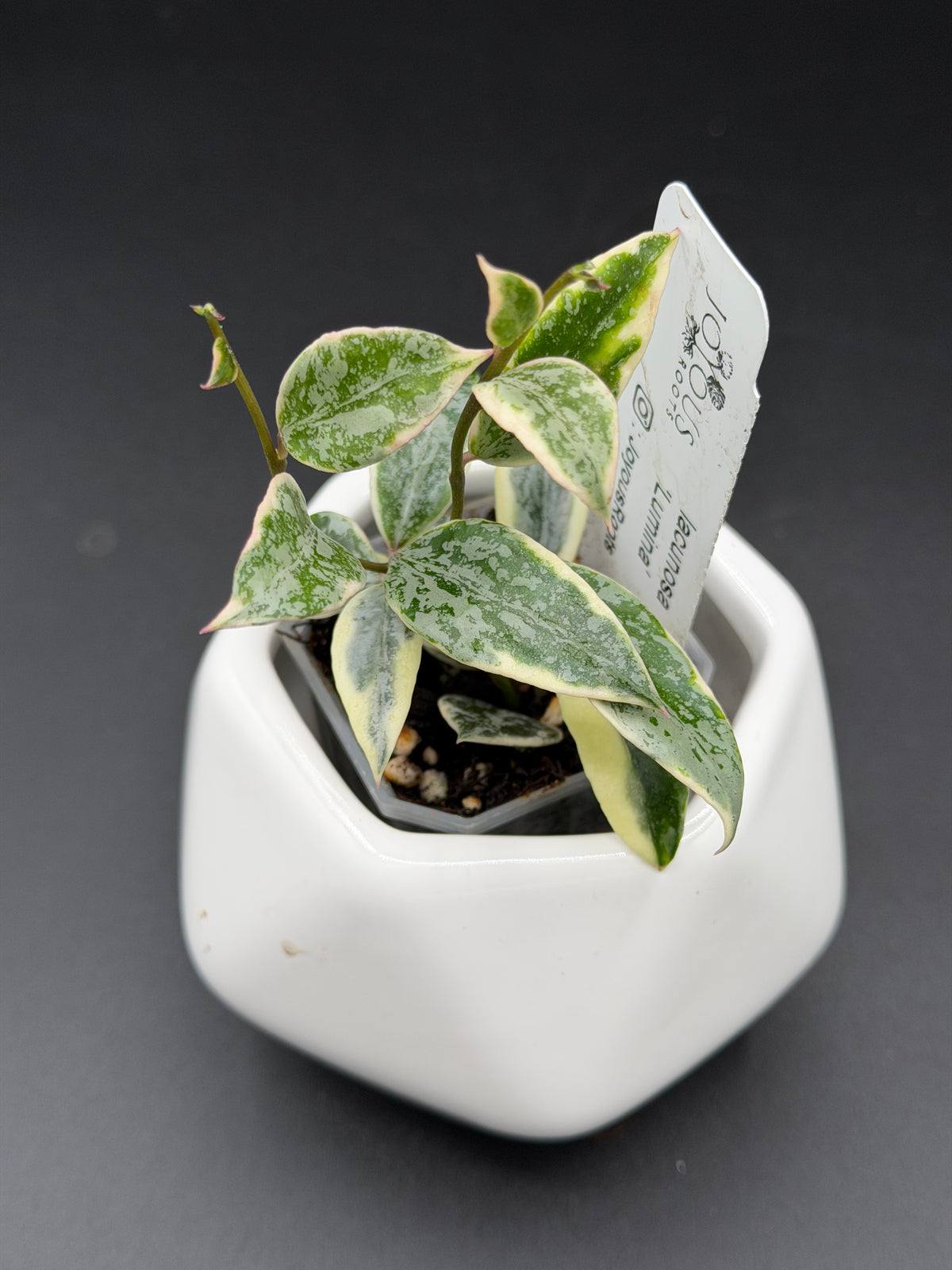 lacunosa 'Lumina' - WE-231