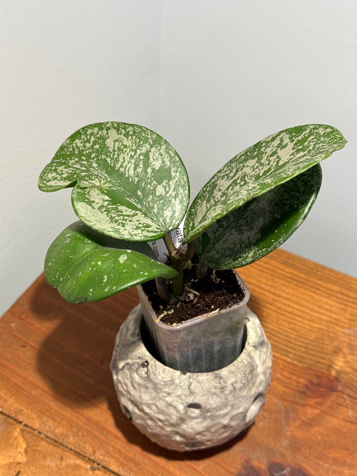 A-190 Hoya obovata (super splash)