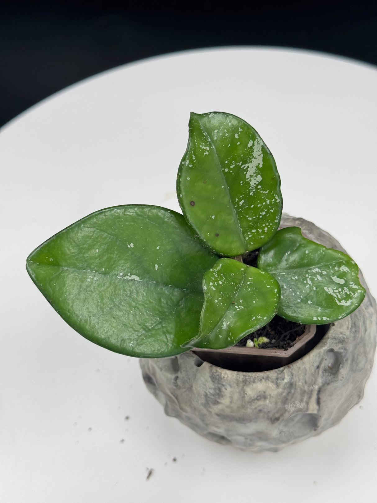 carnosa aff. Freckle Splash