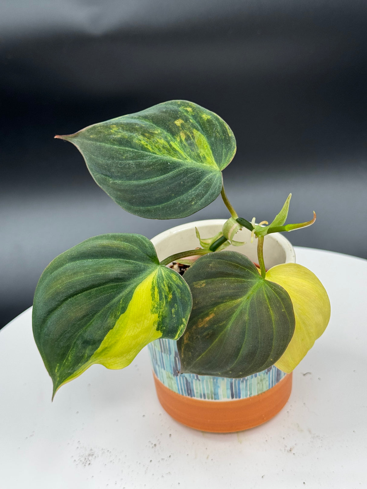 Philodendron Mican Aurea