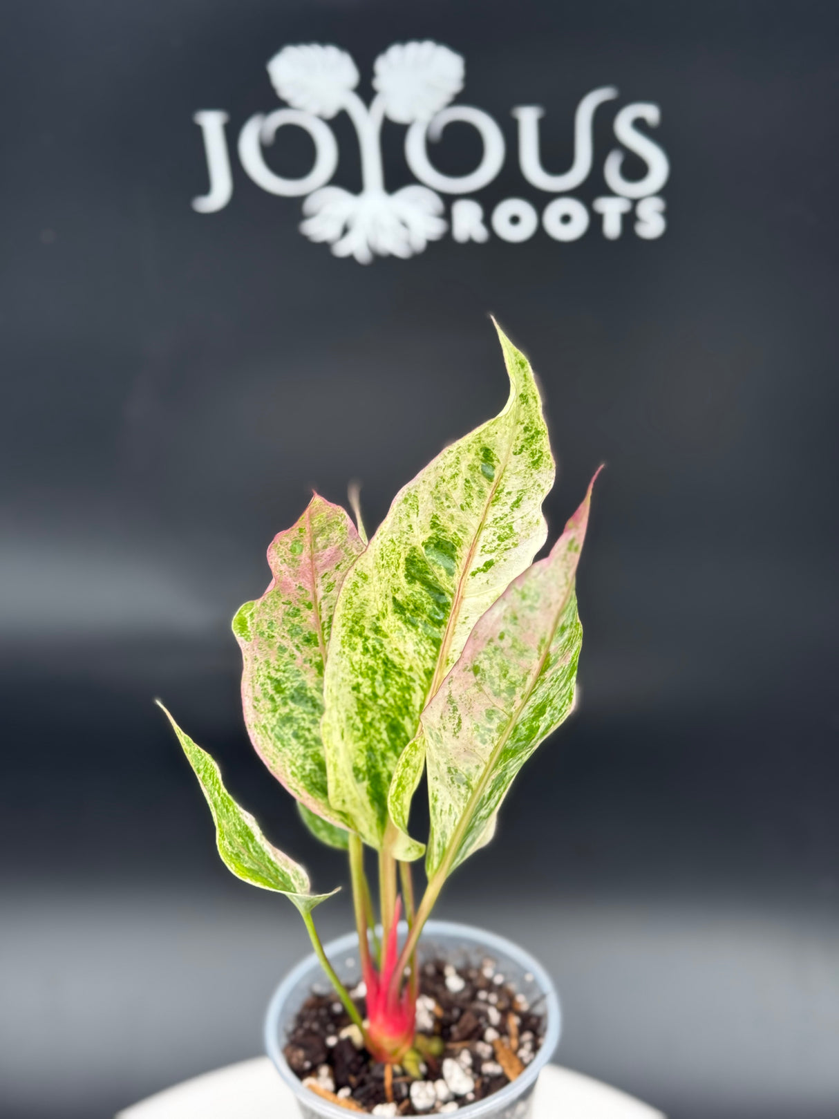 Anthurium Hookeri variegated