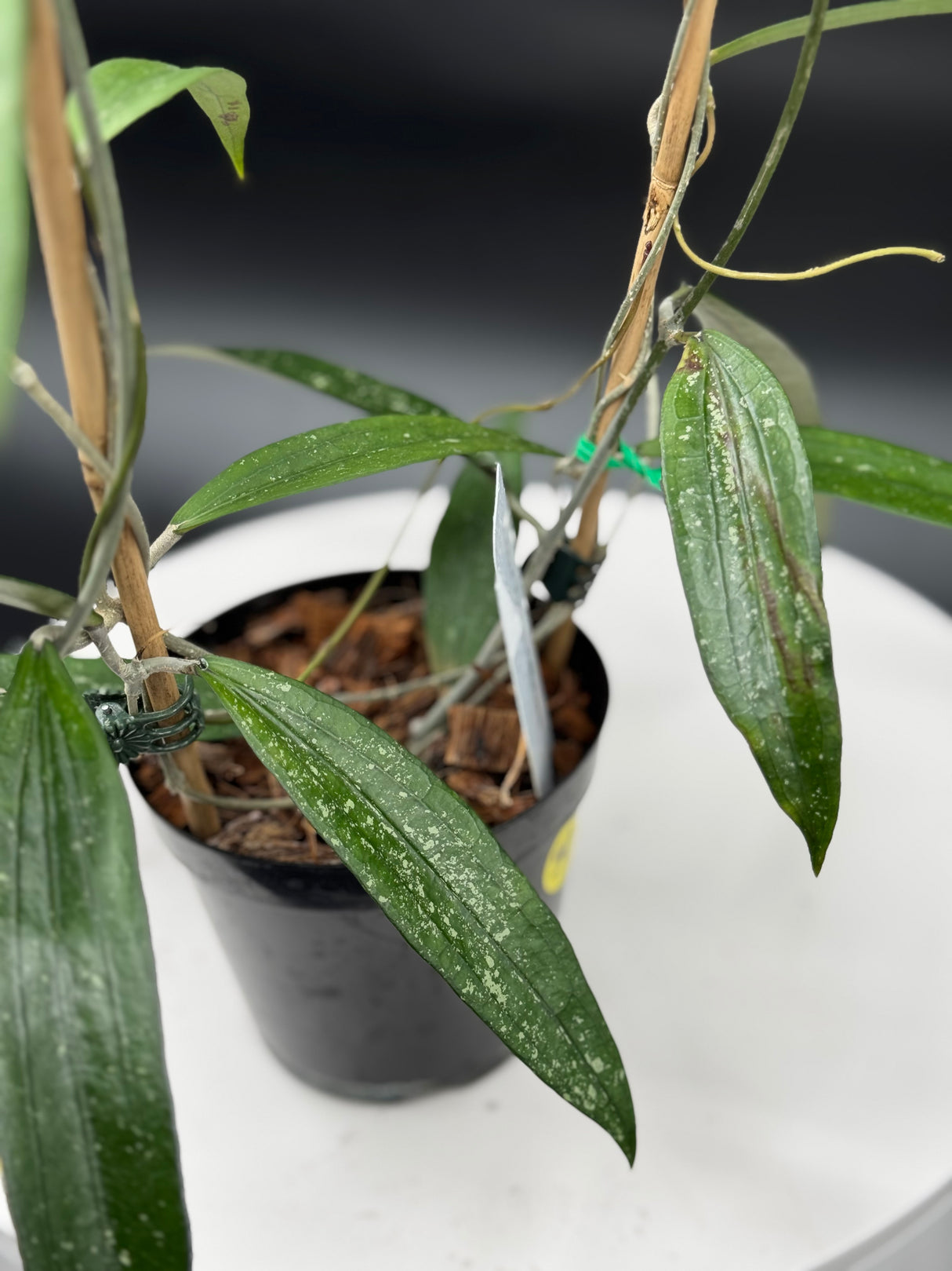 Hoya rindu raffelsia Splash