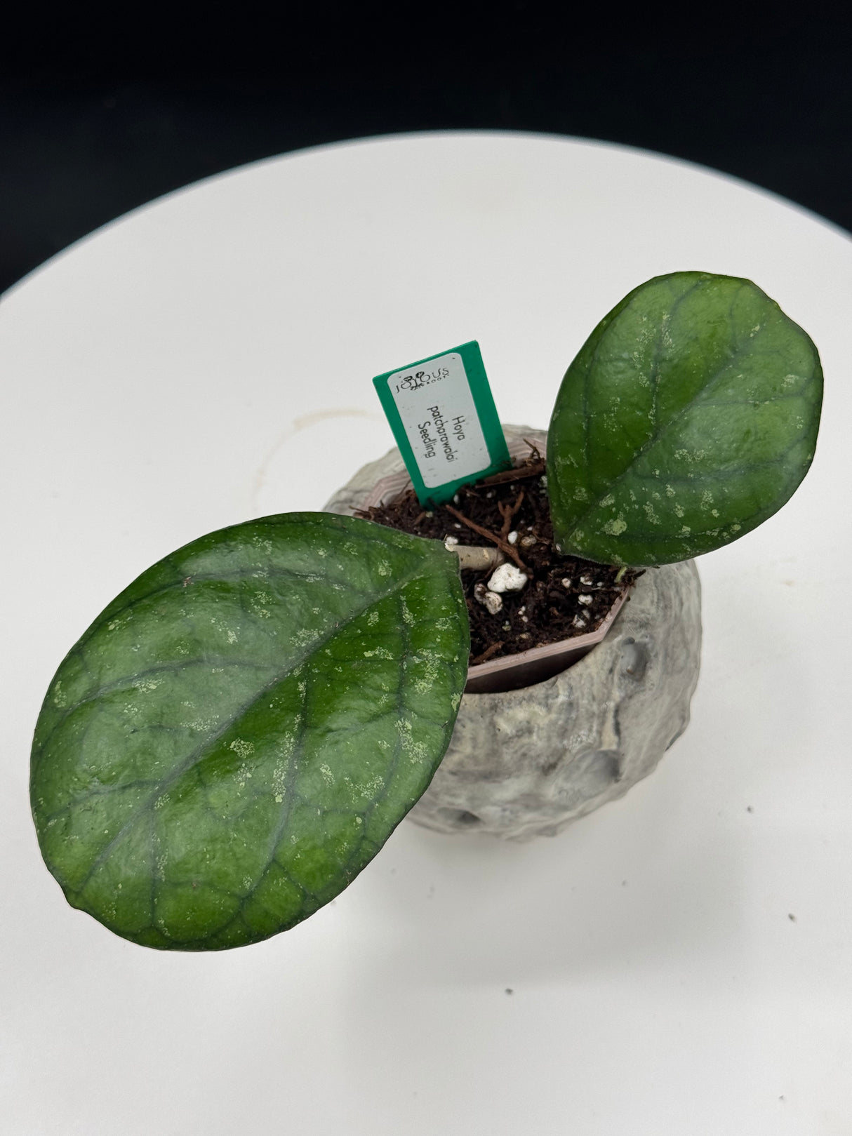 Hoya Patcharawalai Seedling
