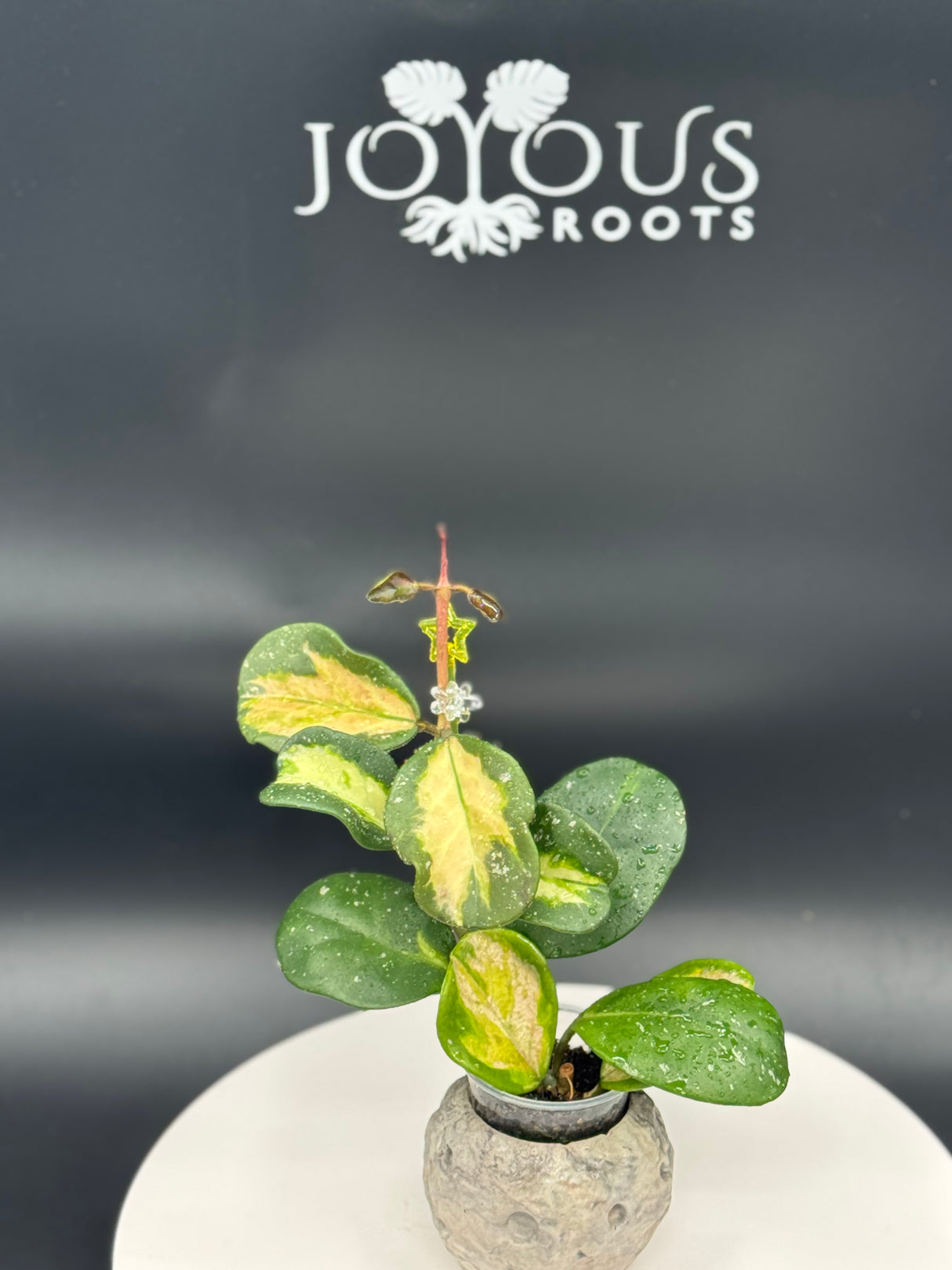 Hoya obovata (Inner Variegated)