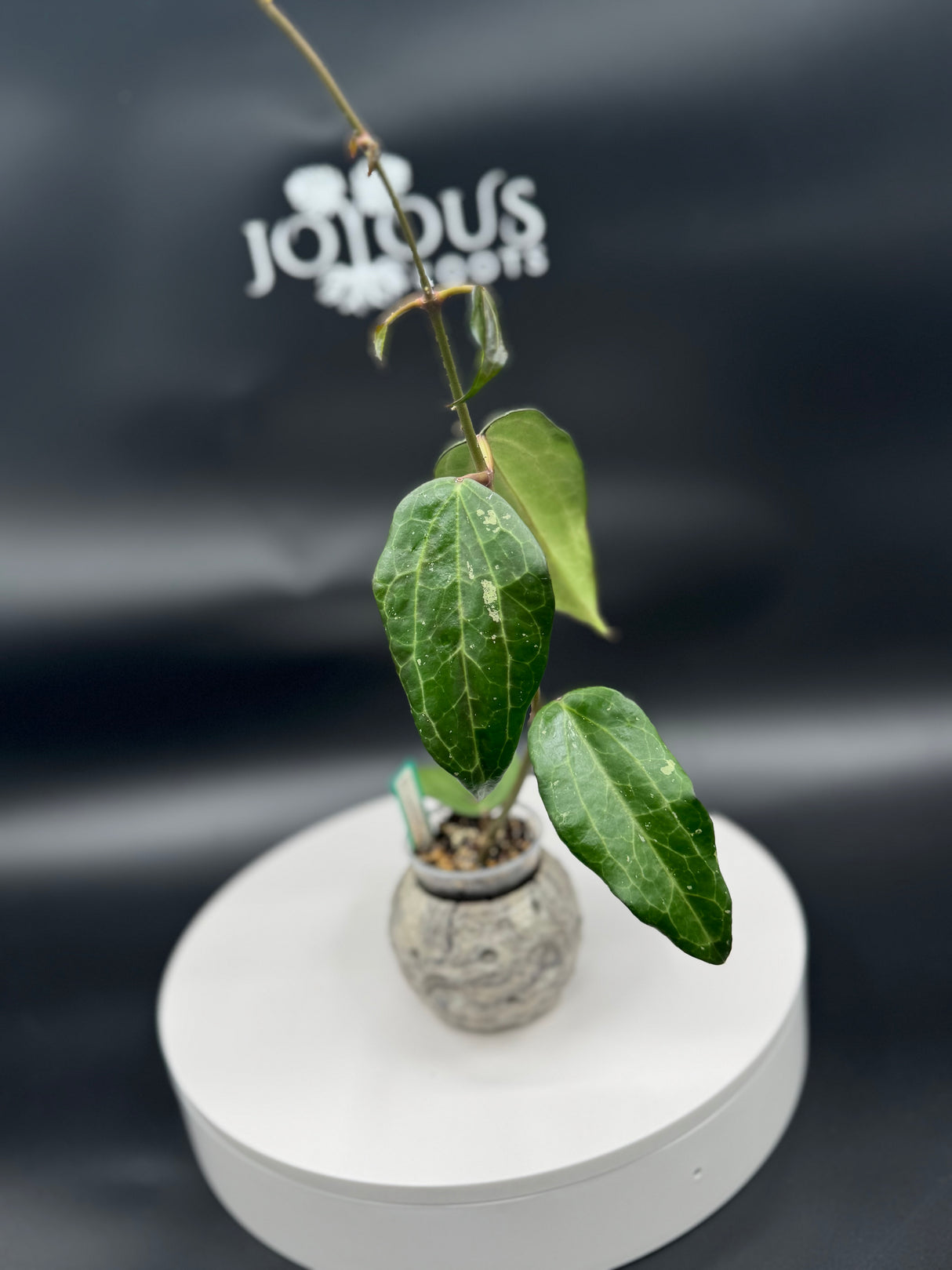 Hoya latifolia (Splash) Indonesia