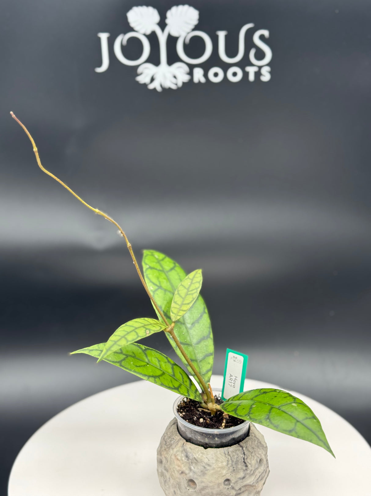 Hoya Aceh Aceh AR-17