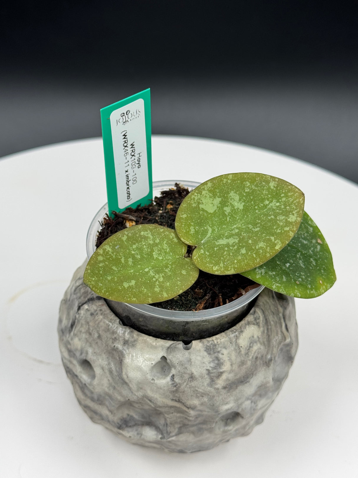 Hoya WRX103-100 (WRX46-11 x imbricata)