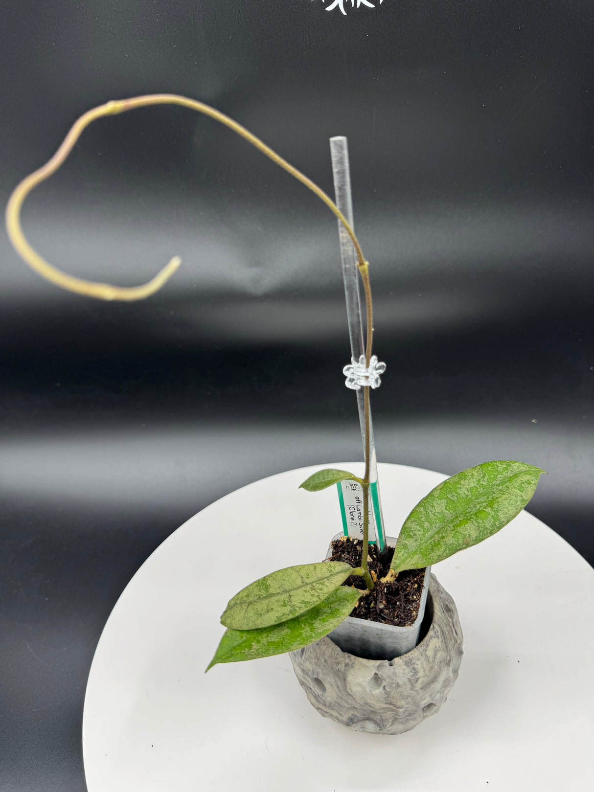 Hoya aff. Lambii (Silver) Clone 2