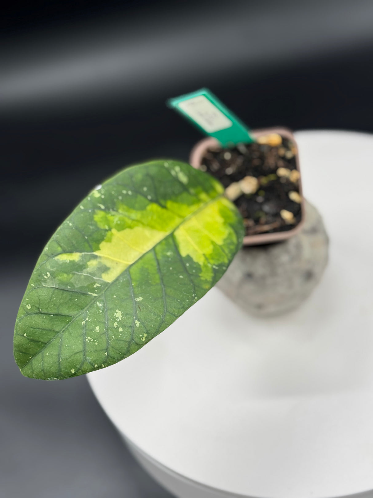 sp. Aceh Ladia Galaska