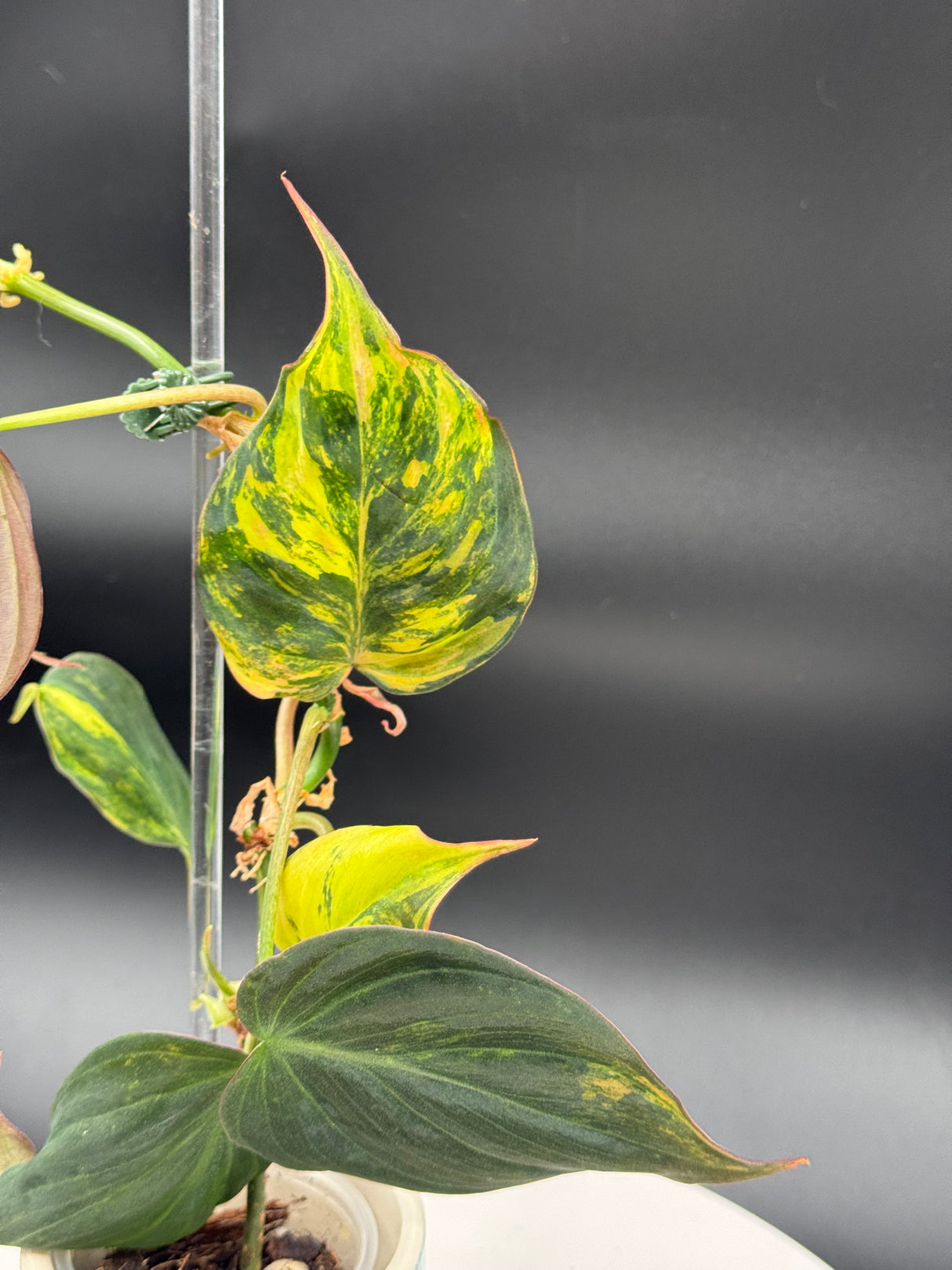 Philodendron Mican Aurea