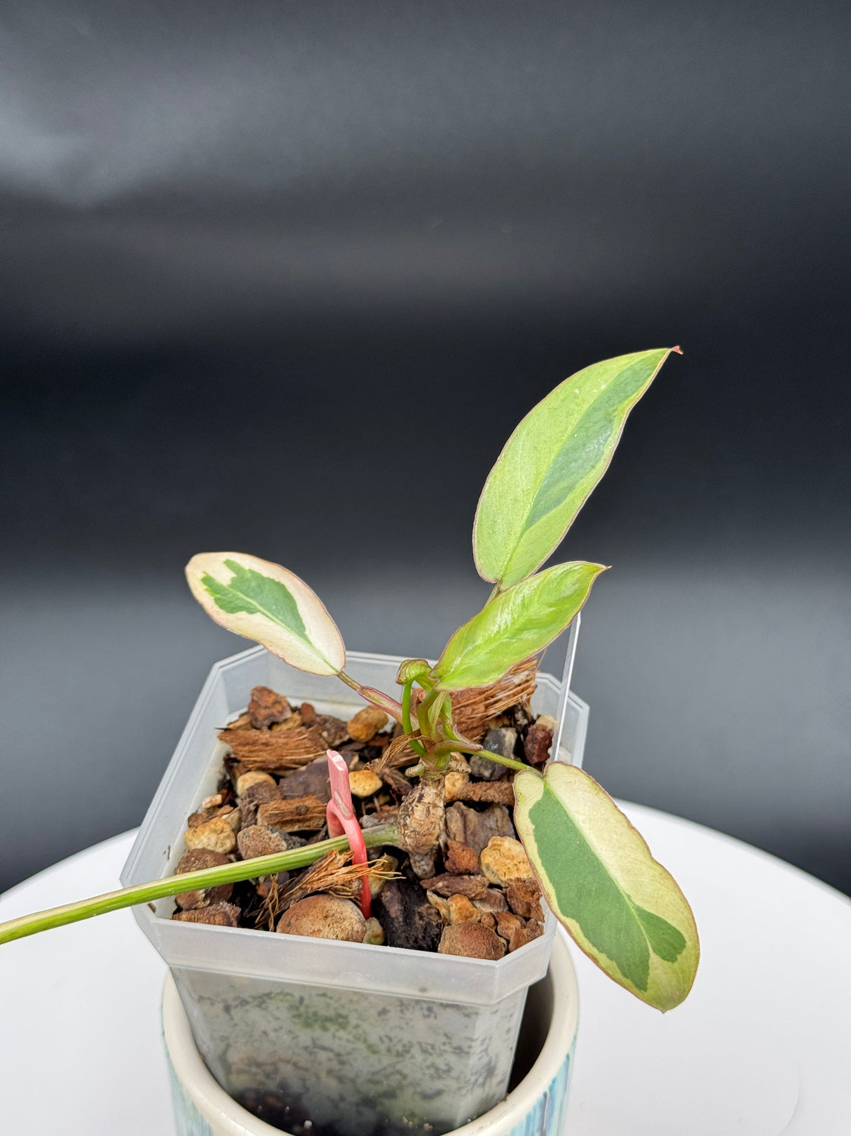 Philodendron Atabapoense Albo