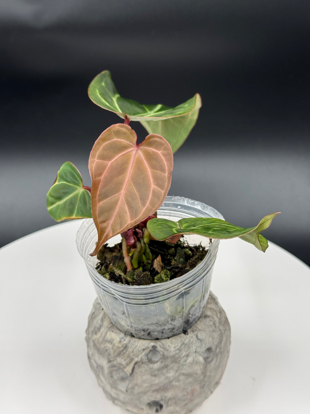 Anthurium BWM x (Brielle x Red Crystal)