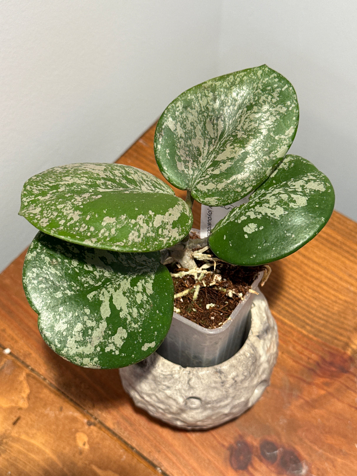 A-189 Hoya obovata (super splash)