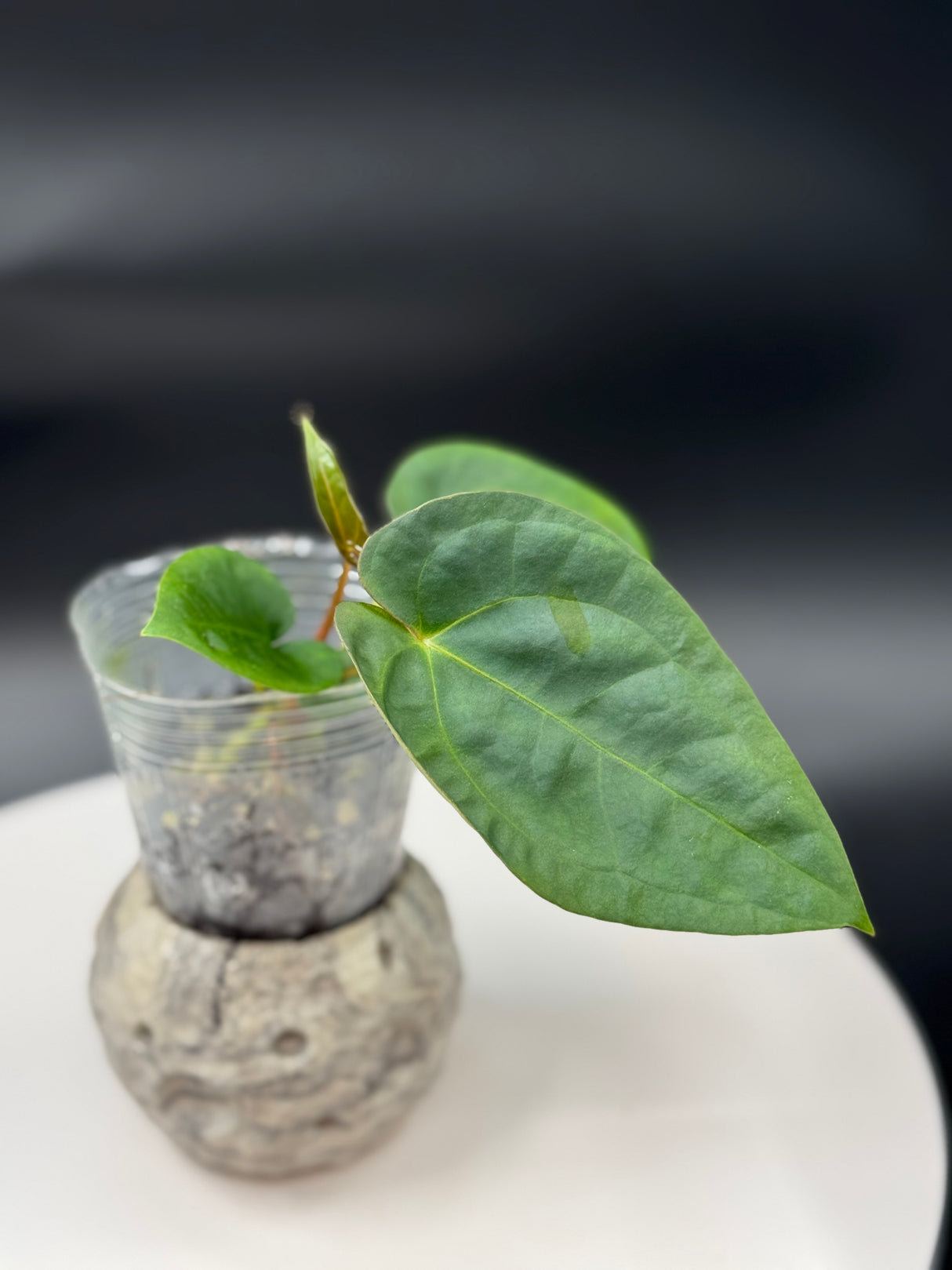 Anthurium BWM X Papi “Trop 10”