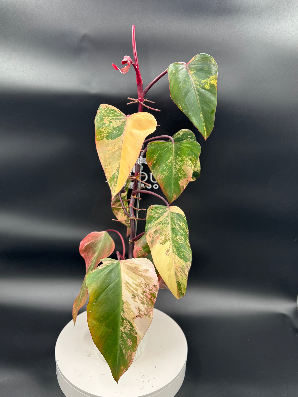 Philodendron Strawberry Shake