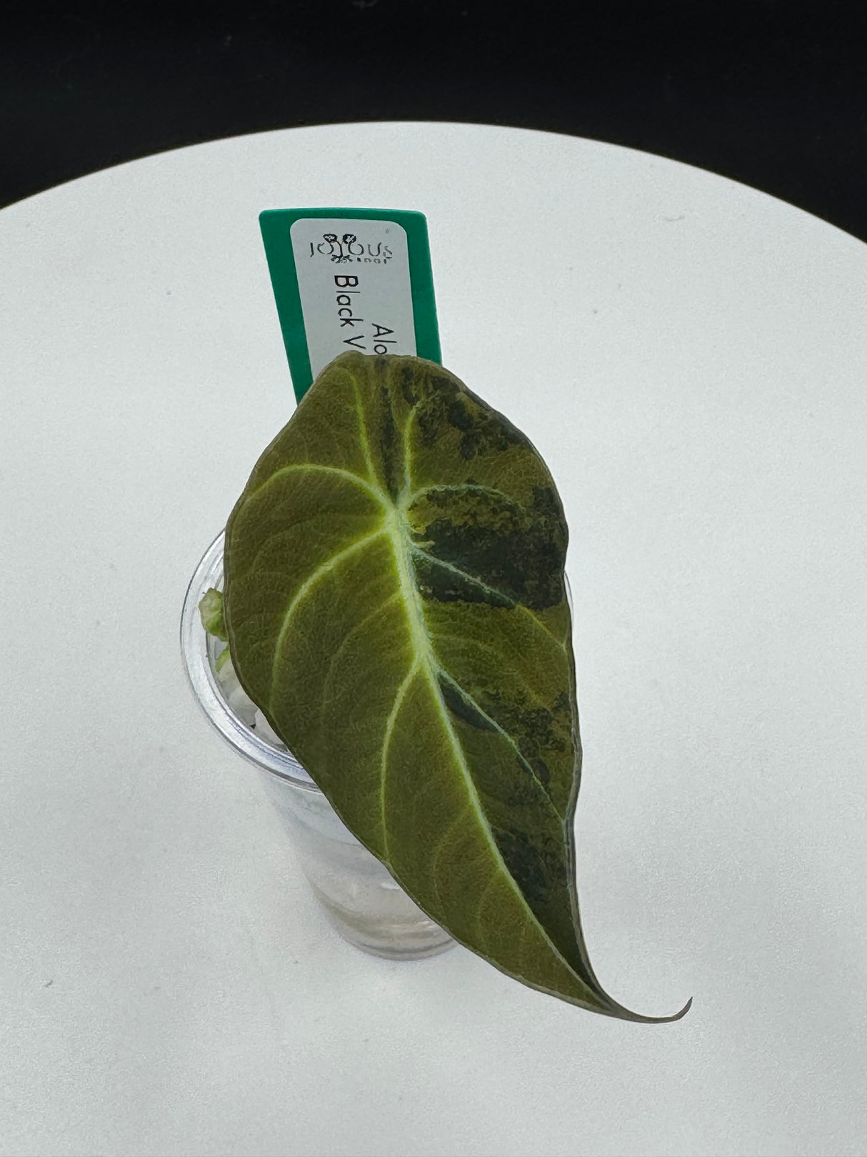 Alocasia Black Velvet Gold