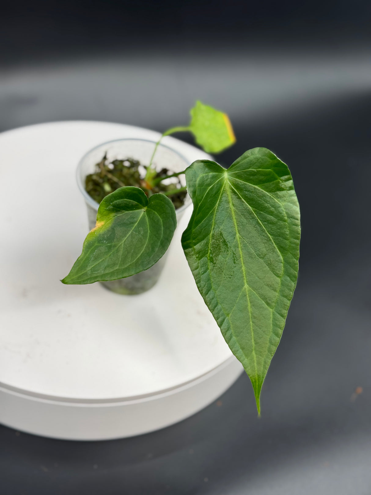 Anthurium Delta Force