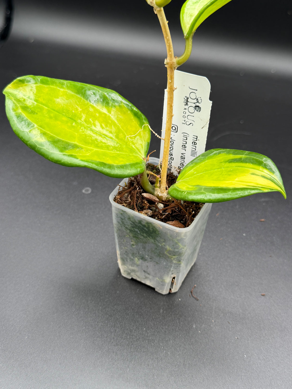 WD-937 merrilli (inner variegated)