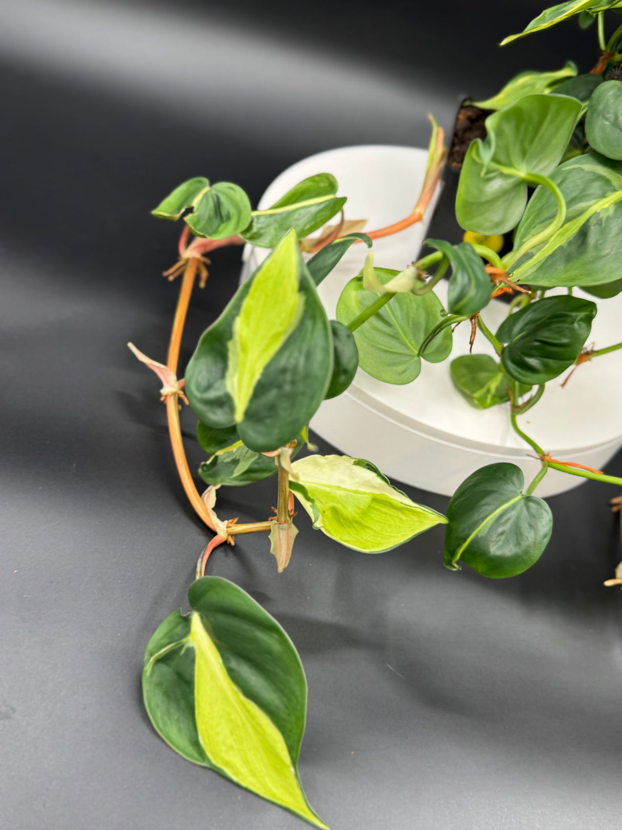 Philodendron Cream Splash