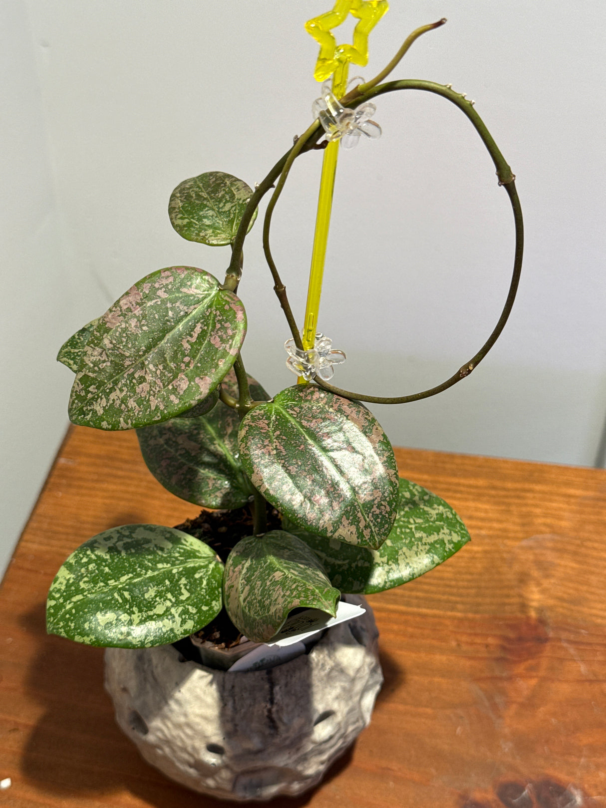 A-198 Hoya verticillata (FKA Wibergiae Round Leaf) (DMW-001-C)