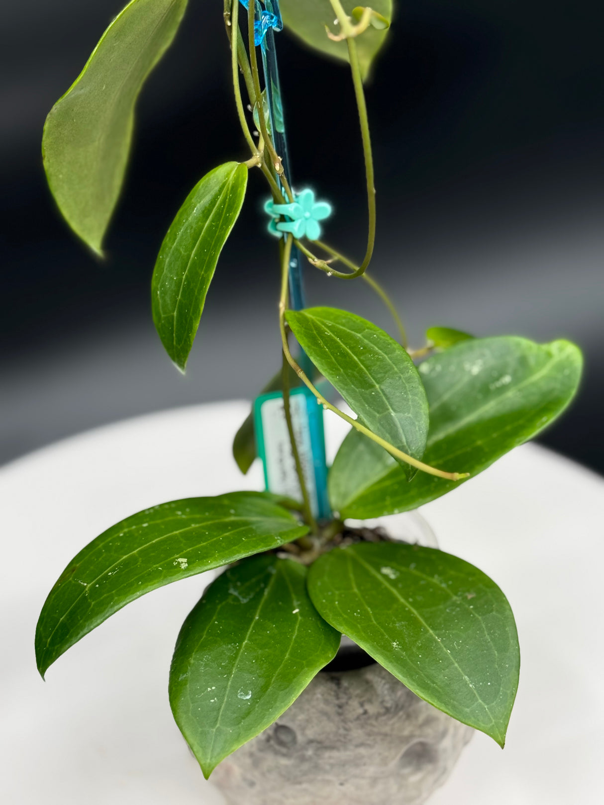 Hoya WRX92-JB01 (sp. BP01 x Bengellip 10)