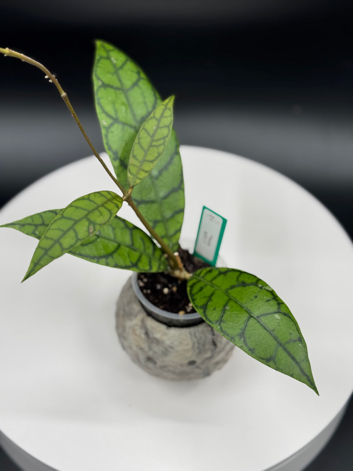 Hoya Aceh Aceh AR-17