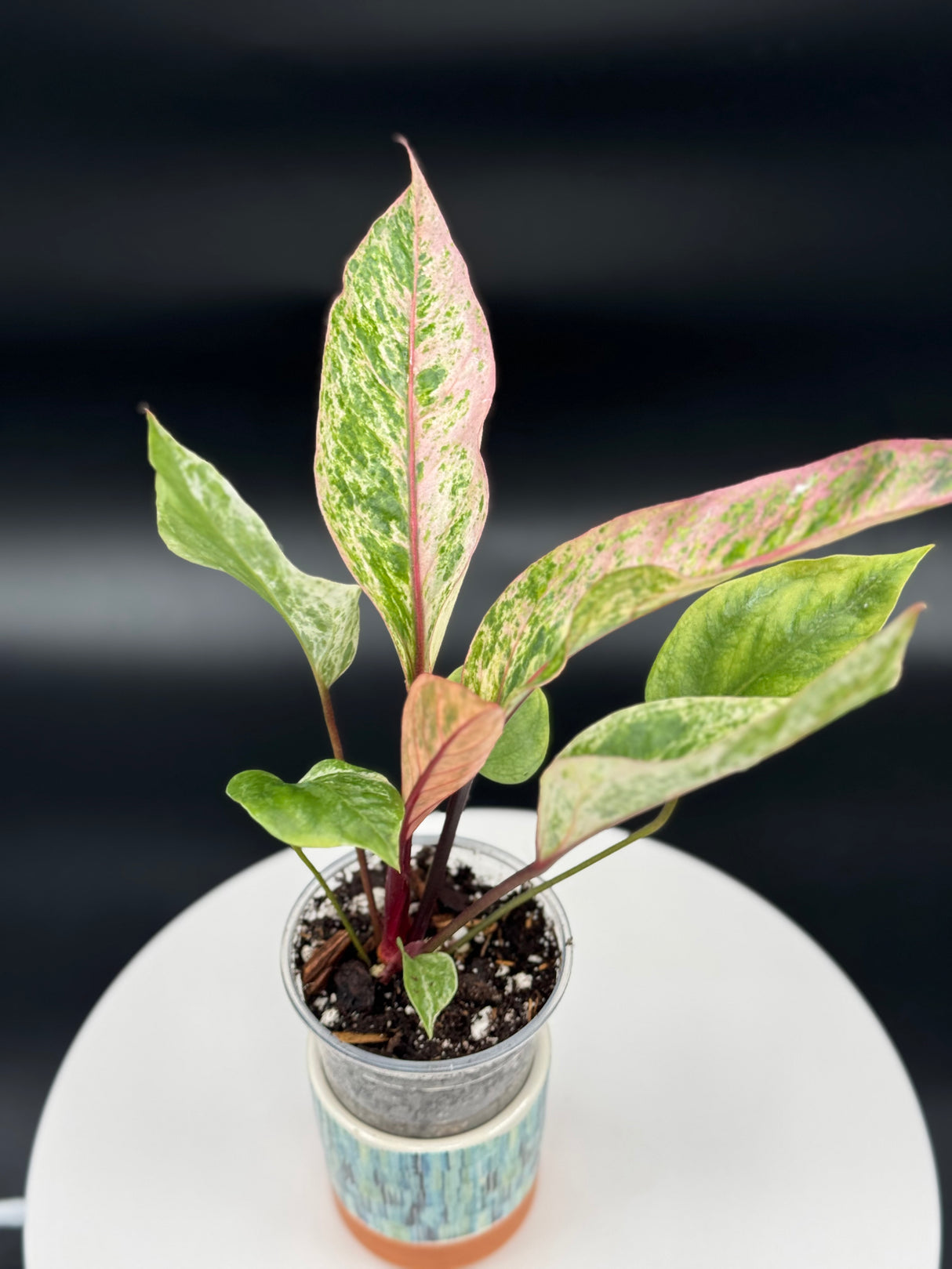 Anthurium Hookeri variegated