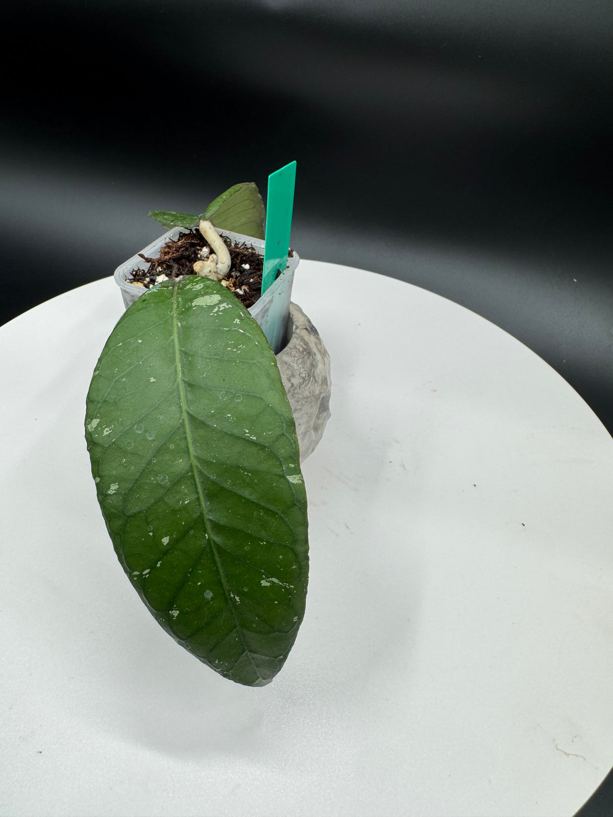 Hoya sp. Gumpung AA004 Elephant Trunk