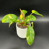 4" Philodendron - Green Congo Nuclear (GCN-1)
