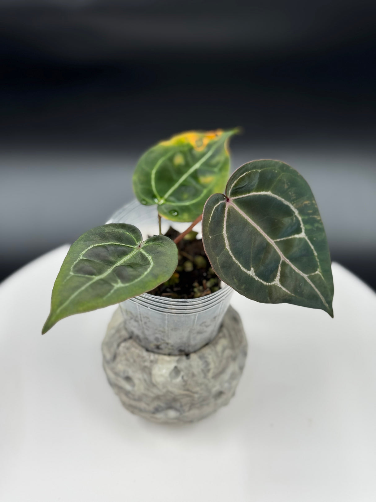 Anthurium BWM x (Brielle x Red Crystal)