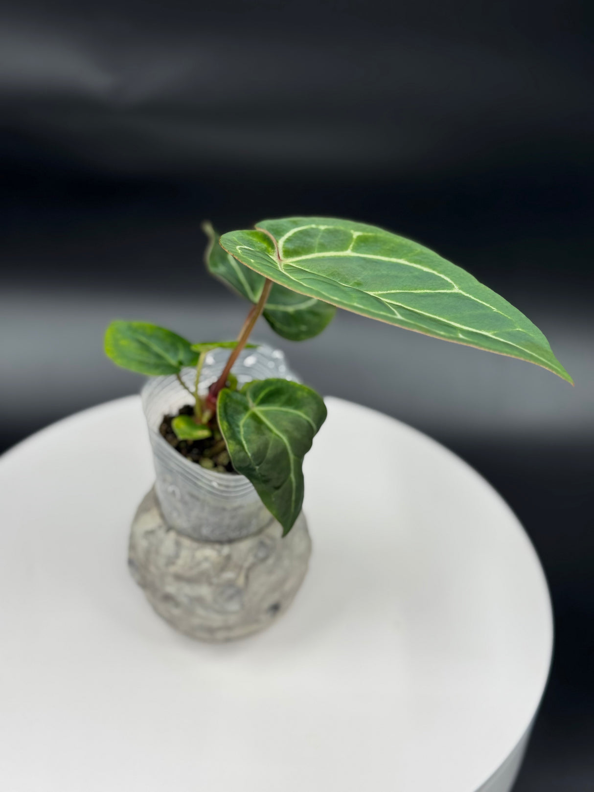 Anthurium BWM x (Brielle x Red Crystal)