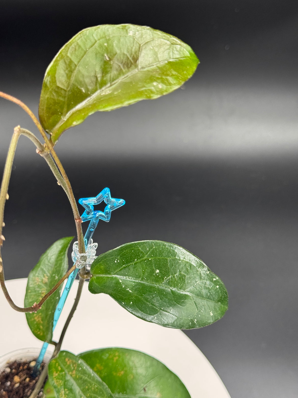 Hoya LP011 (erythrina x sp. estrella waterfalls)