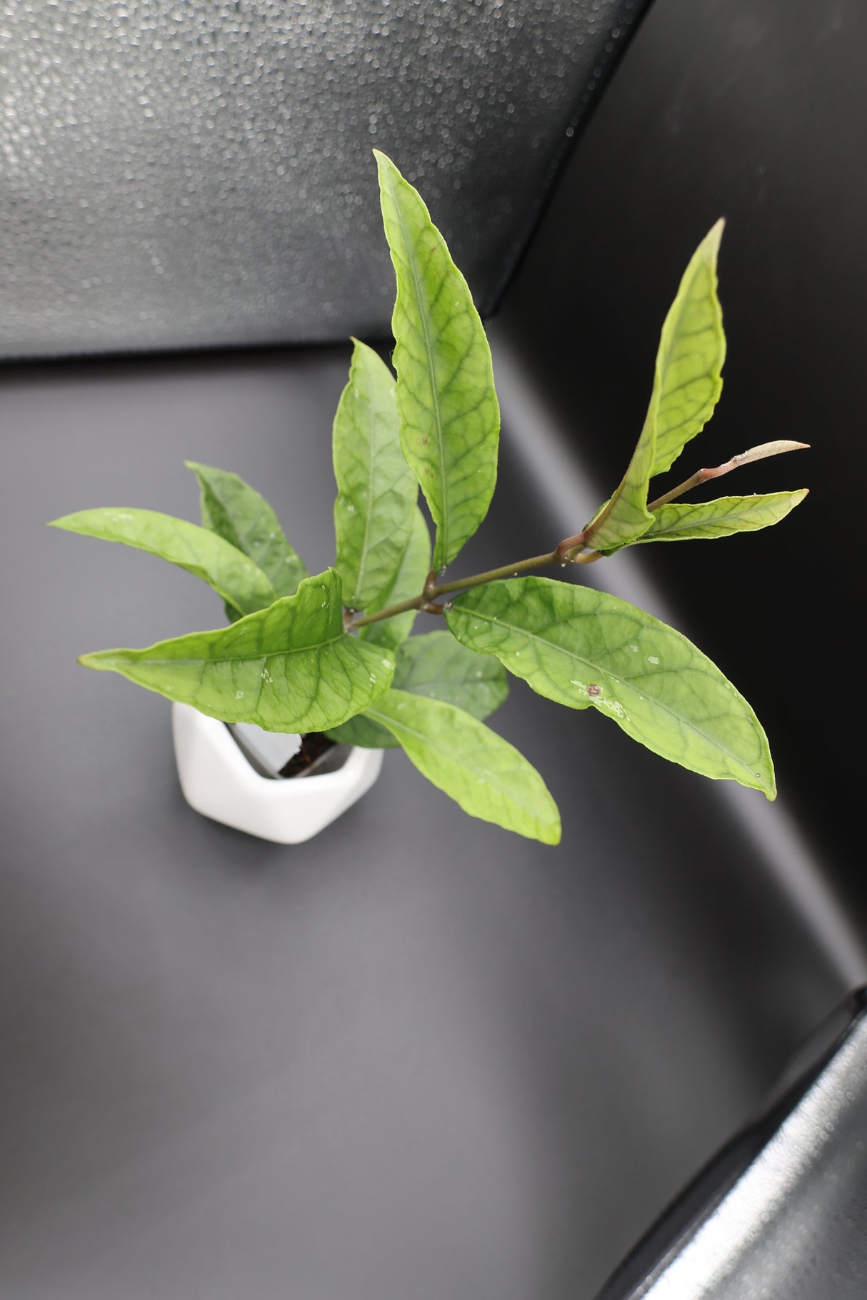 sp. Gayo Lues NAPC027 - WD-188