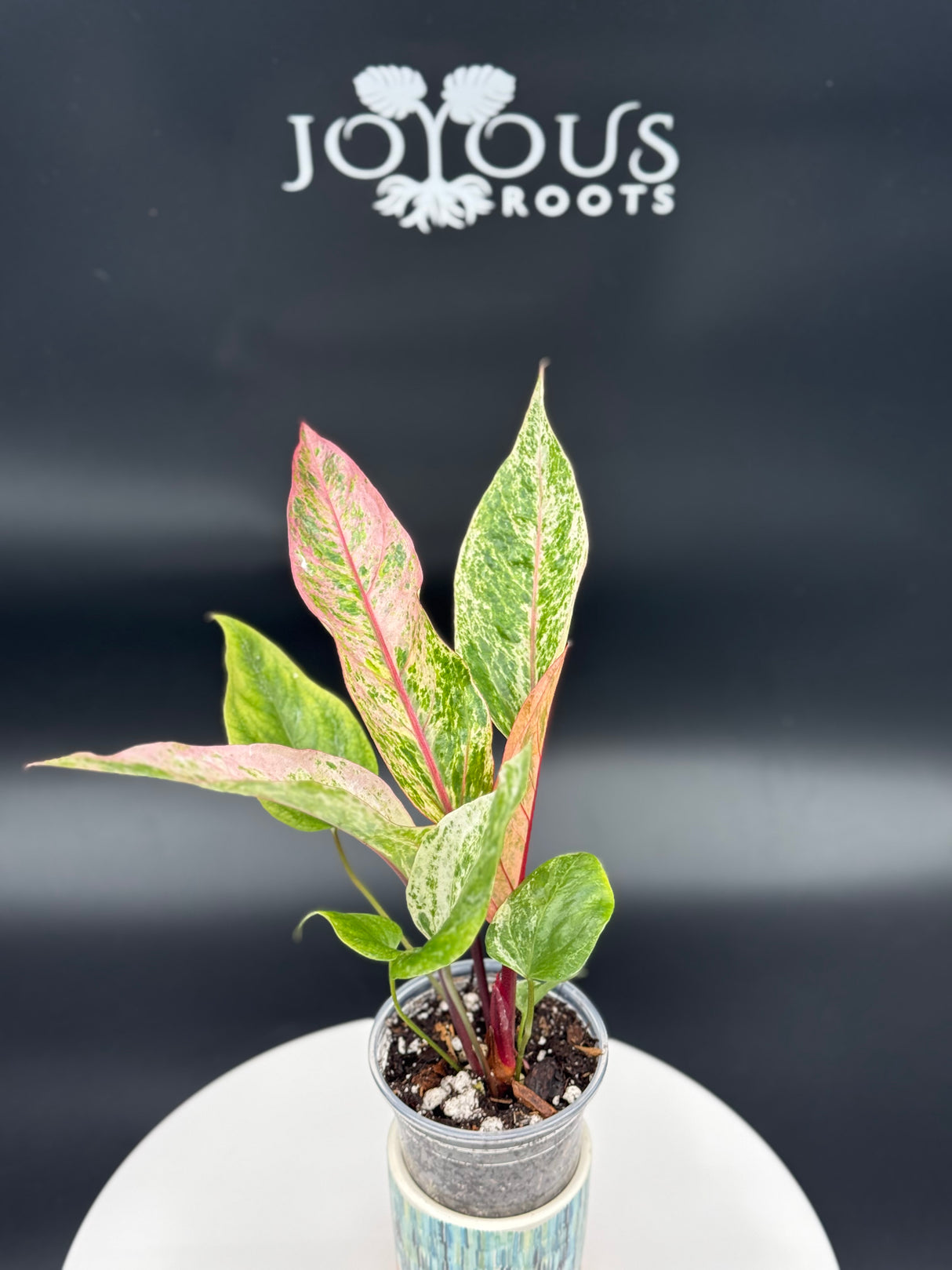 Anthurium Hookeri variegated