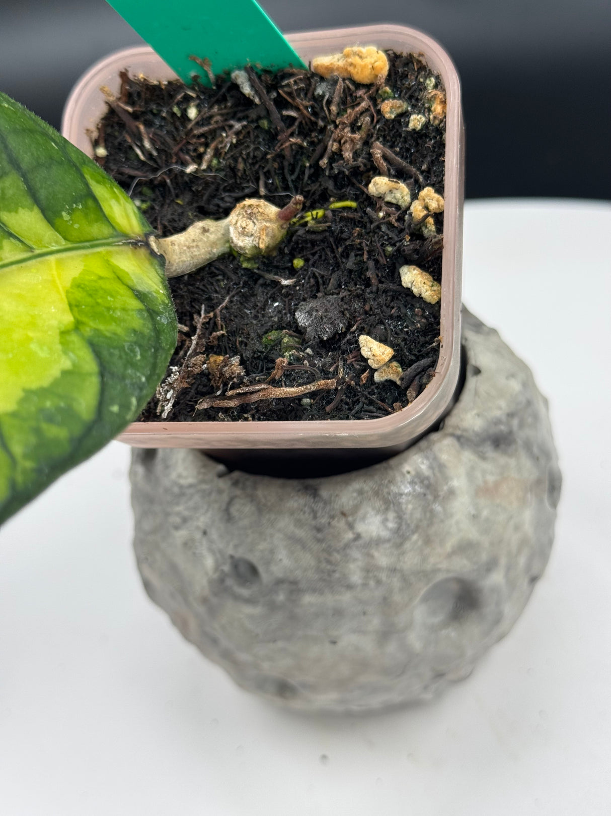 sp. Aceh Ladia Galaska