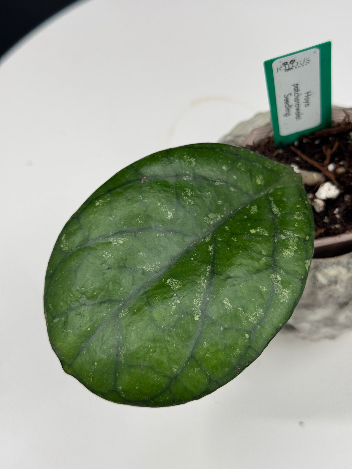 Hoya Patcharawalai Seedling