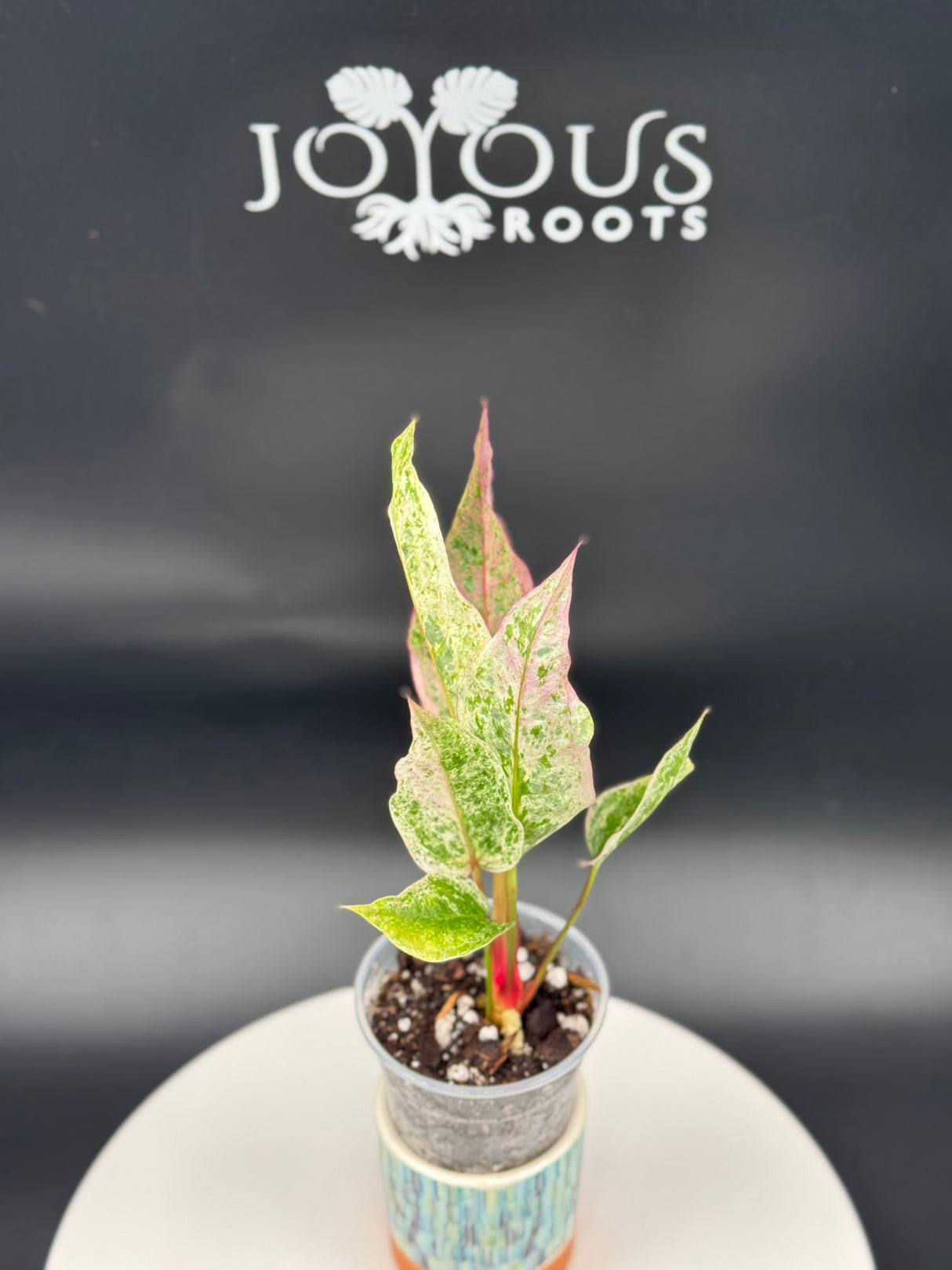 Anthurium Hookeri variegated