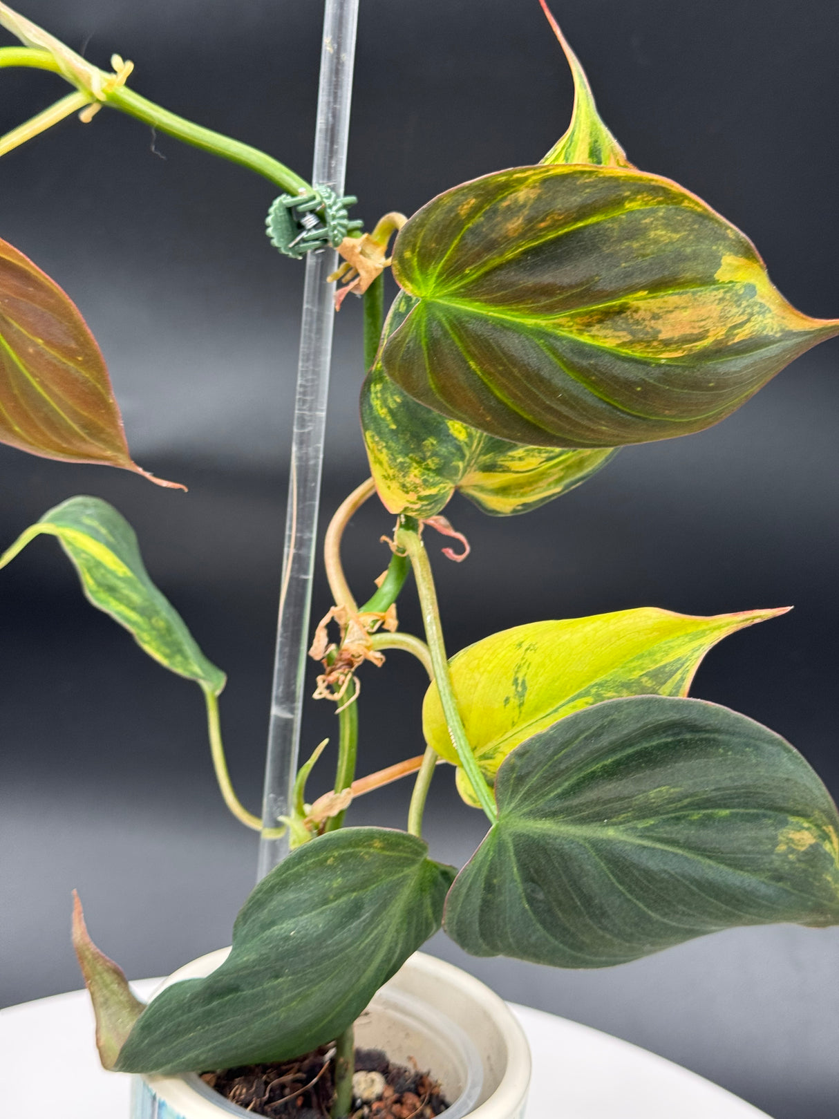 Philodendron Mican Aurea