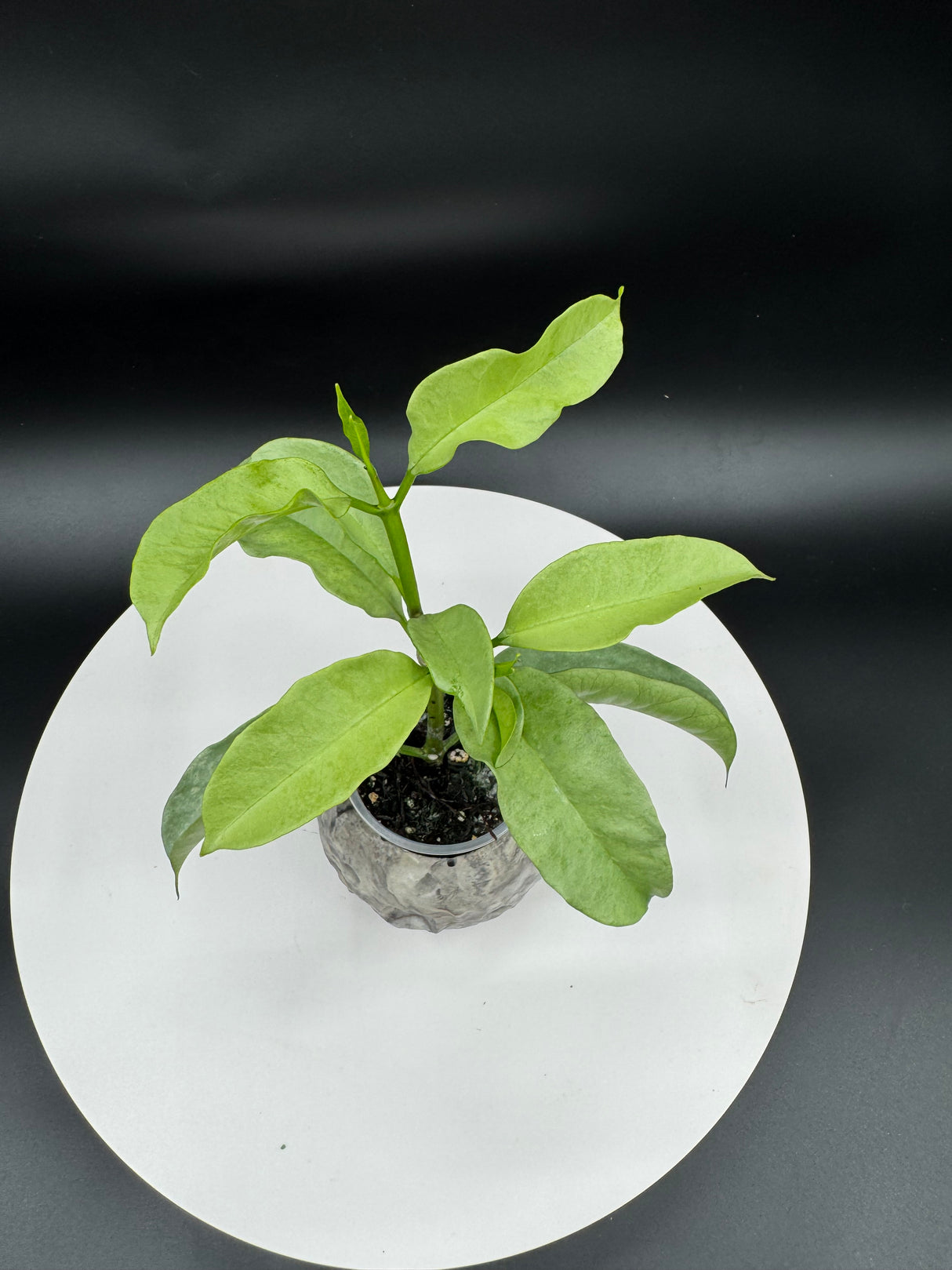 Hoya multiflora Wonderphil