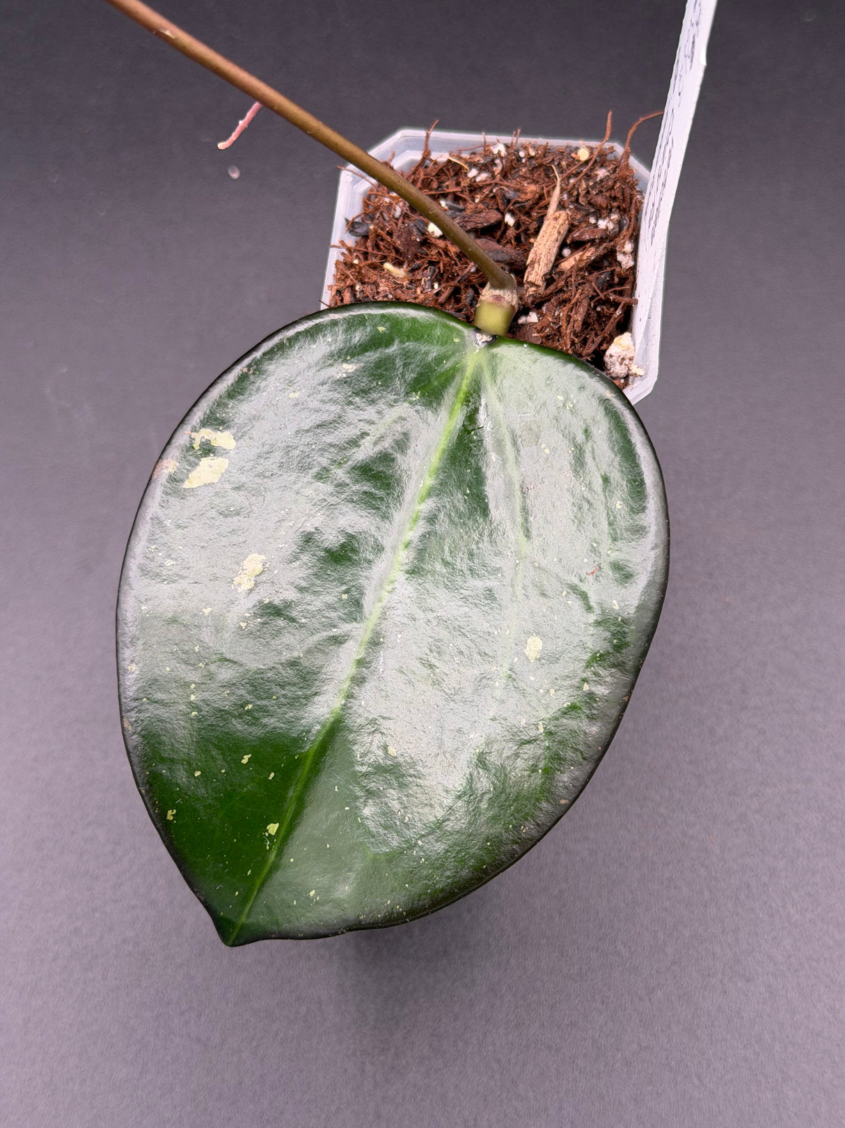 verticillata 'Chiang Rai' -WE-700