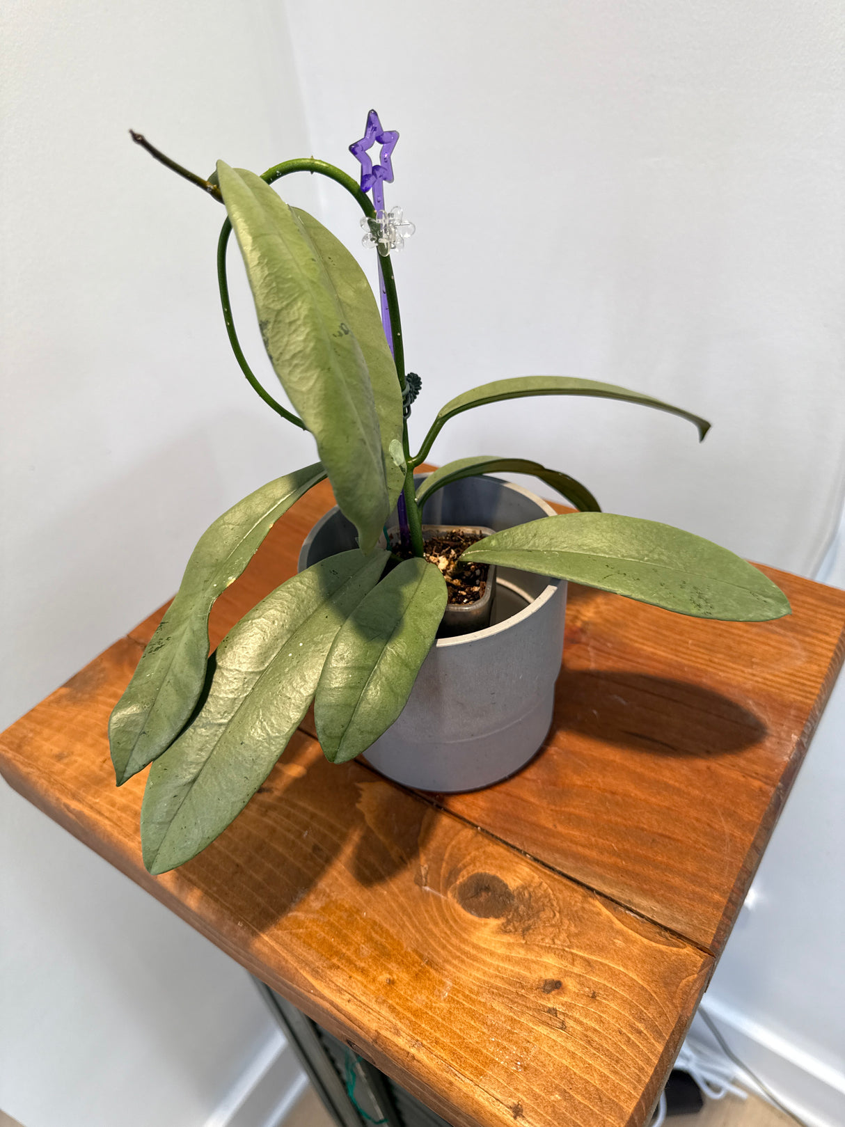 A-149 Hoya Griffithii (Silver, clone 2)