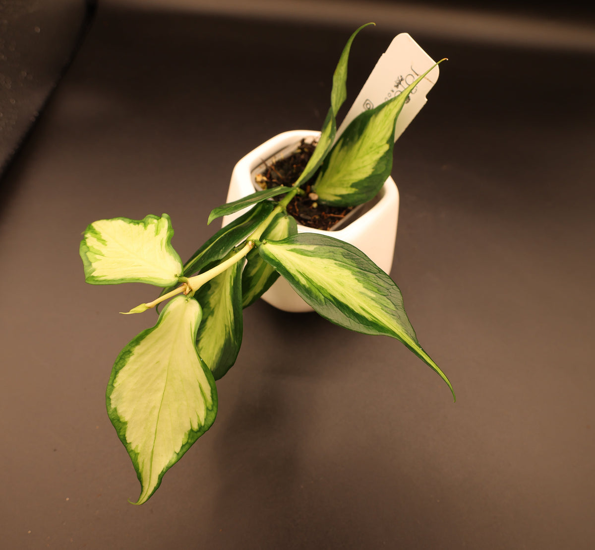 poluneura (inner variegated) -WE-300