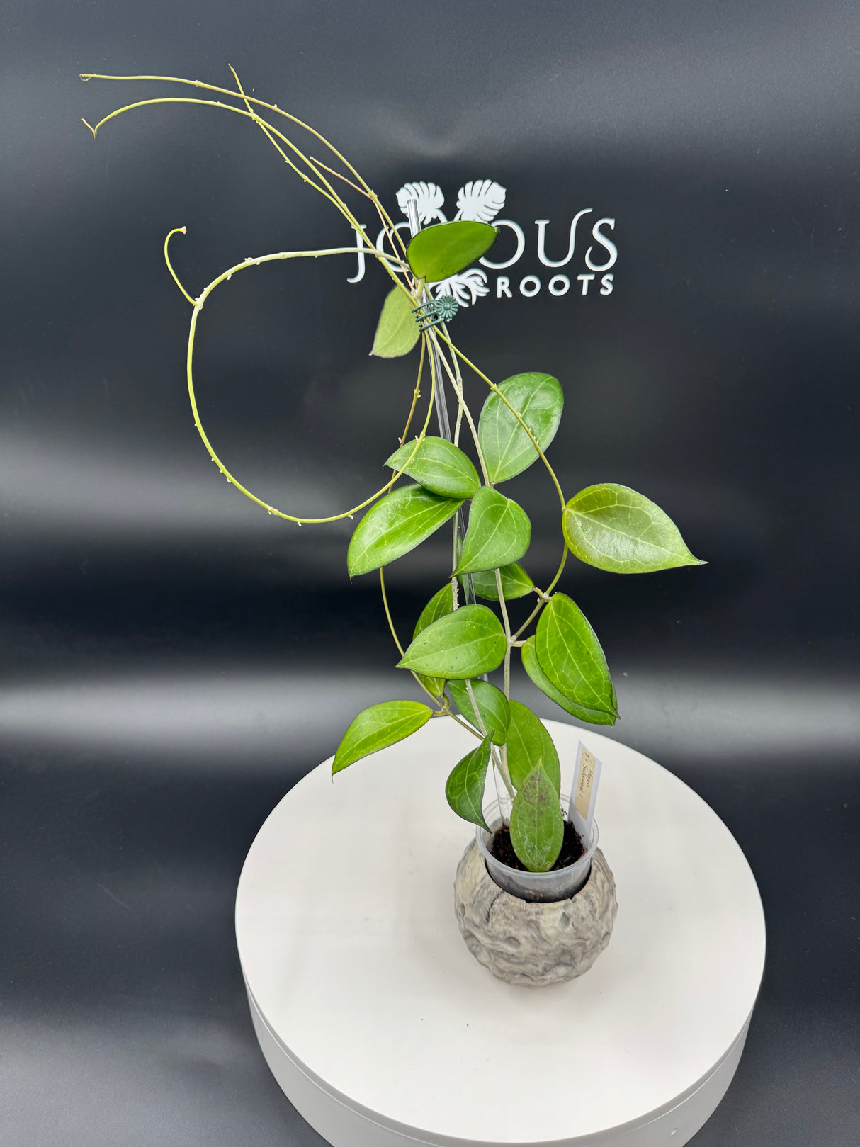 Hoya sp. sulawesi No.1