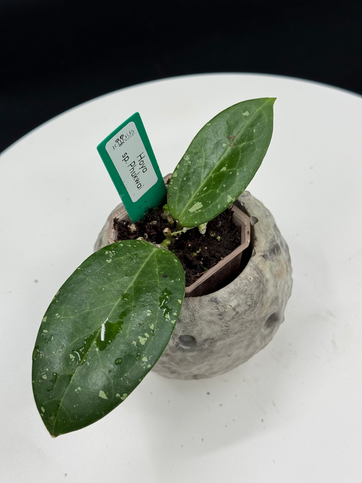 Hoya sp. Phukwai
