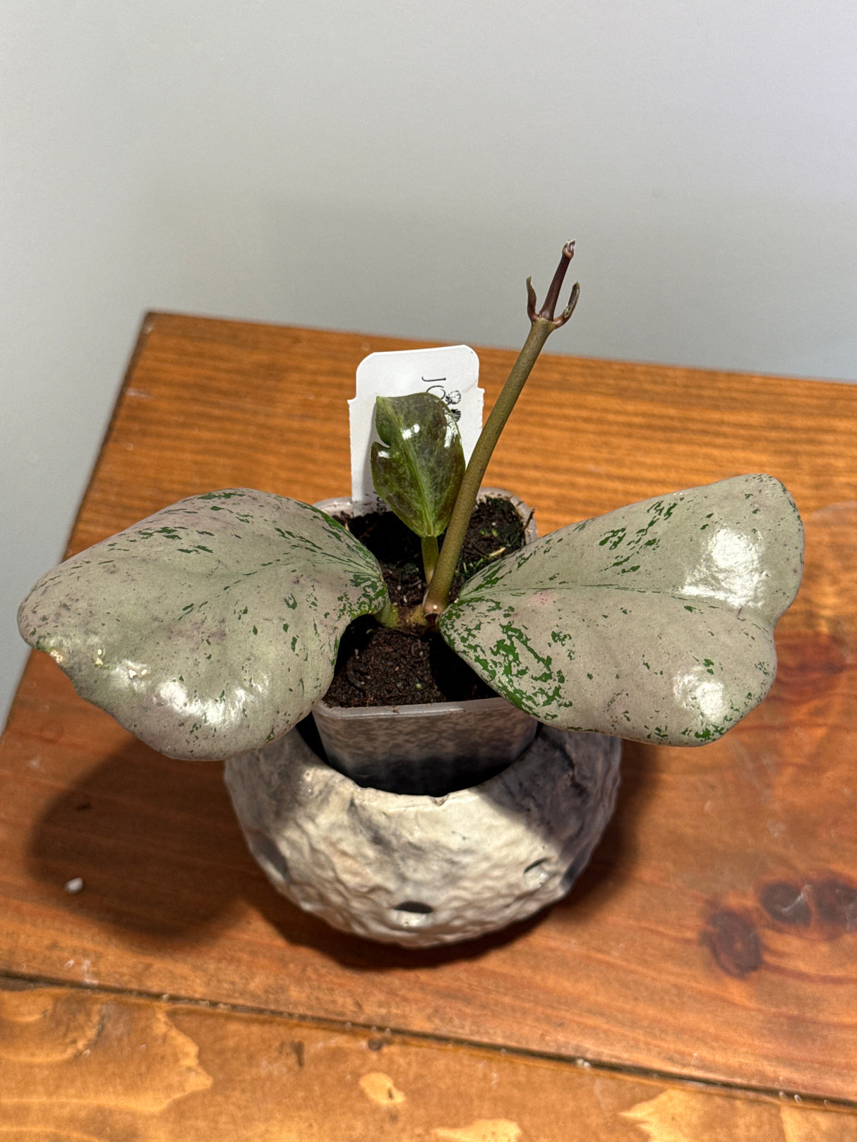 A-196 sp. Chiang Dao (silver)